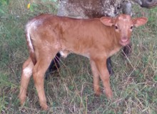 Hicks Ginger Gal 