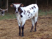 Hicks Cinnamon Star