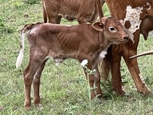 Hydro x Danica BULL 