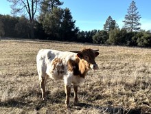 2/6/2022 ROWDY'S DOTTY BC 52