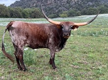 LM HILL COUNTRY RAIN