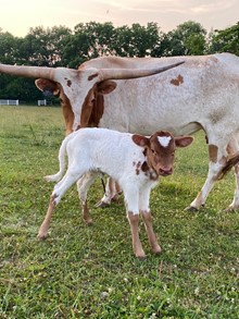 Smokin Aces Heifer