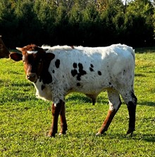 Smokin Hot Dolly Bull