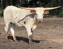 M7 Hydro’s Miss Houston 