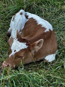 Smokin Tempting Bull 